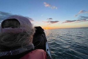 Ria Formosa : tour en bateau de 3 heures des îles Armona et Culatra