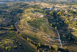 Porches: Algarve Vineyard Tour and Wine Tasting Experience