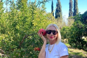 アリカンテ／ベニドルムで最高のワイナリーツアー（テイスティング付き）をお楽しみください