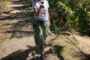 アリカンテ／ベニドルムで最高のワイナリーツアー（テイスティング付き）をお楽しみください