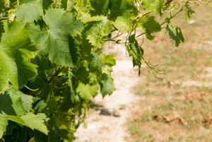 アリカンテ：自然と文化、グアダレスト、滝、ワインをお楽しみください