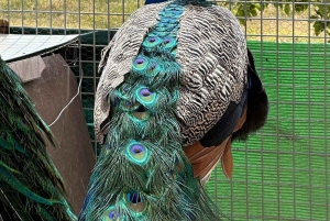 Alicante: Adega antiga com degustações e igreja em estilo Gaudí