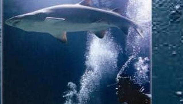 Centro de Buceo La Galera