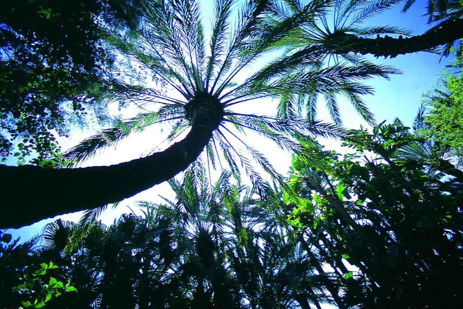 Эльче: входной билет в Национальный художественный сад Уэрто-дель-Кура