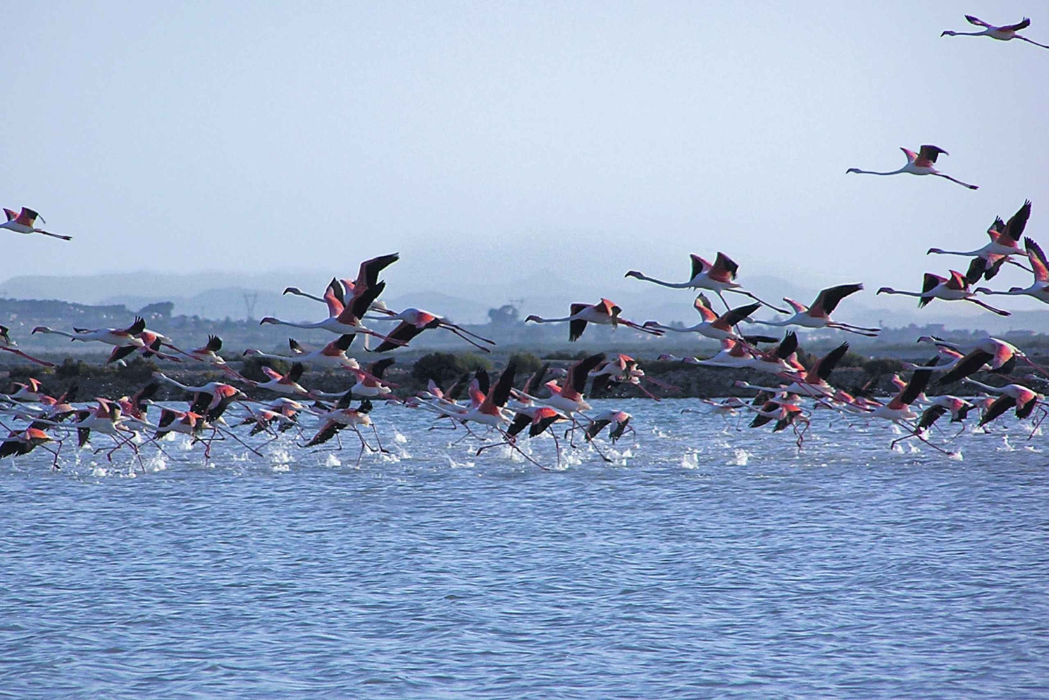 Посетите Альту и фабрику крафтового пива с тапас на микроавтобусе из Аликанте.