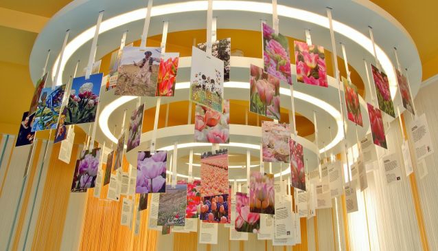 Amsterdamin Tulppaanimuseo