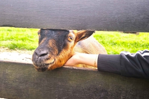 Amsterdão: Tour por Giethoorn, Zaandam e Zaanse Schans com recolha