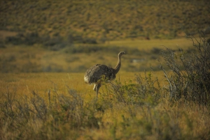 El Calafate: Eventyr til Cerro Frias i 4WD