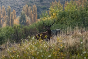 Aluminé: 4-dagers patagonisk ridetur med losji