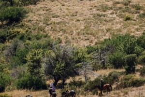 Aluminé: 4-dagers patagonisk ridetur med losji