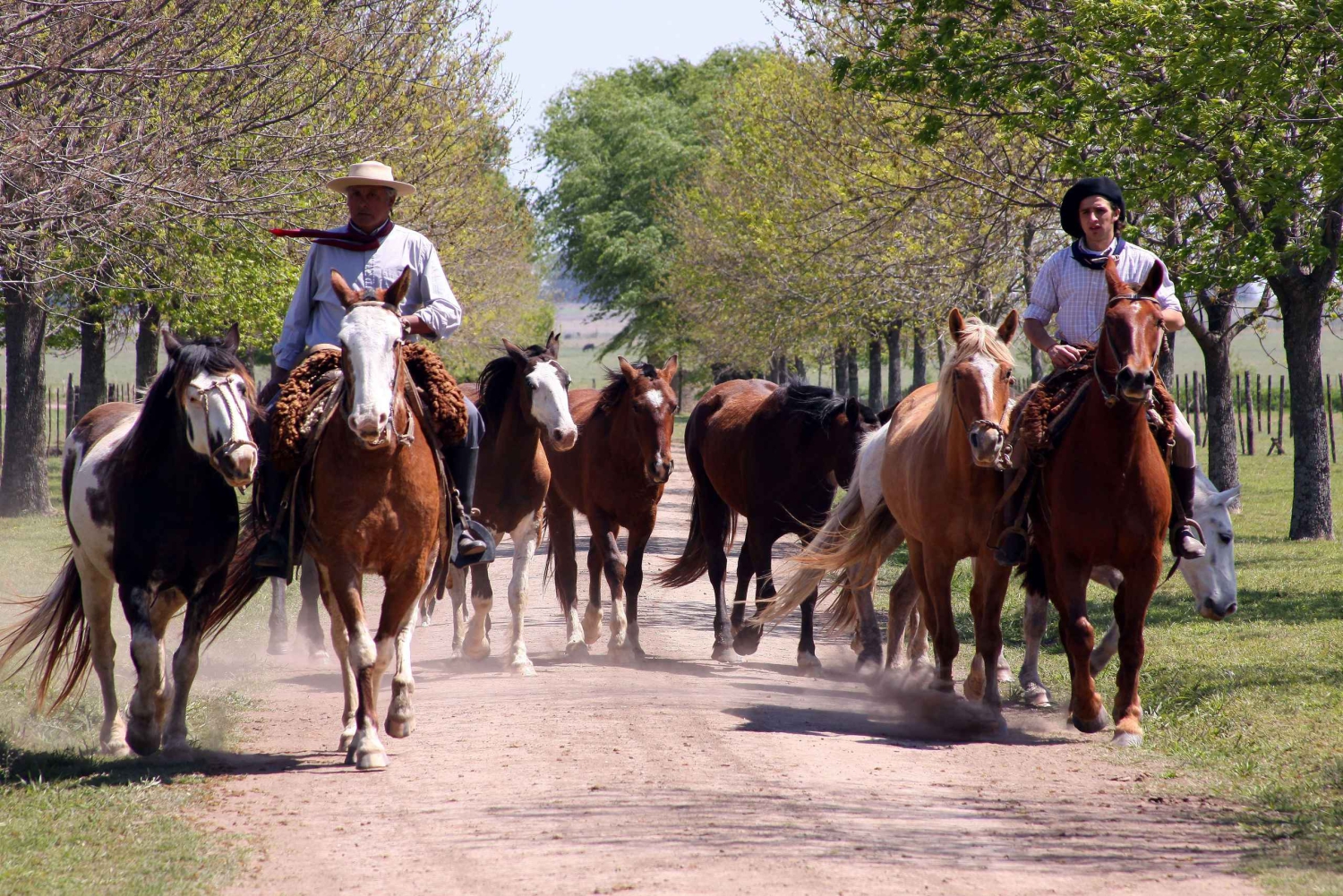 Buenos Aires: Guidet Gaucho dagstur på en ranch
