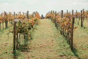 Buenos Aires: Wine Tasting and Lunch at Bodega Gamboa