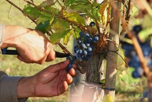 Buenos Aires: Wine Tasting and Lunch at Bodega Gamboa