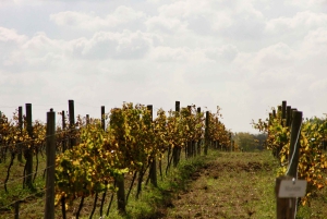 Buenos Aires: Wine Tasting and Lunch at Bodega Gamboa