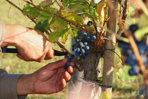 Buenos Aires: Wine Tasting and Lunch at Bodega Gamboa