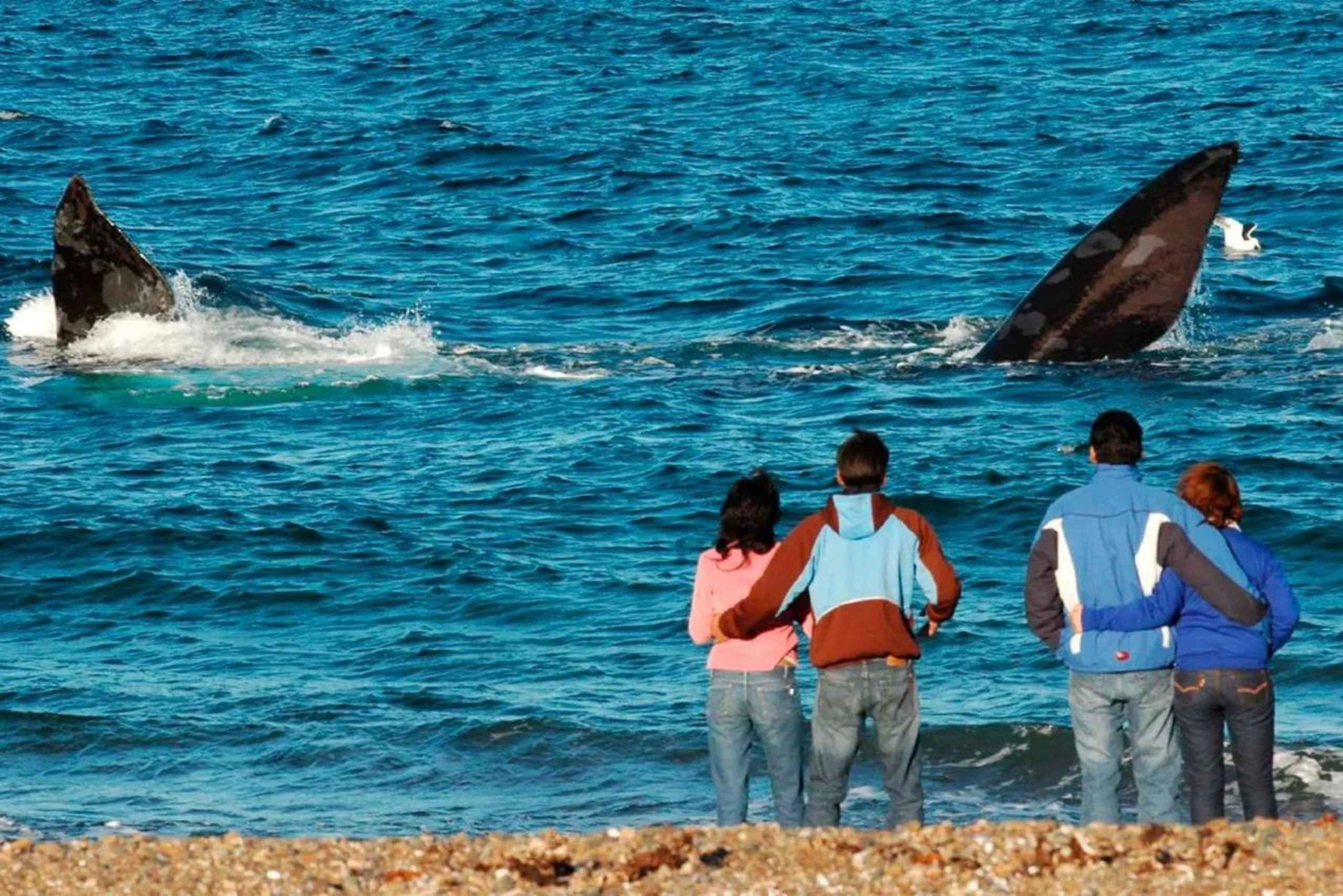 El Doradillo: Landbasert hvalsafari privat omvisning