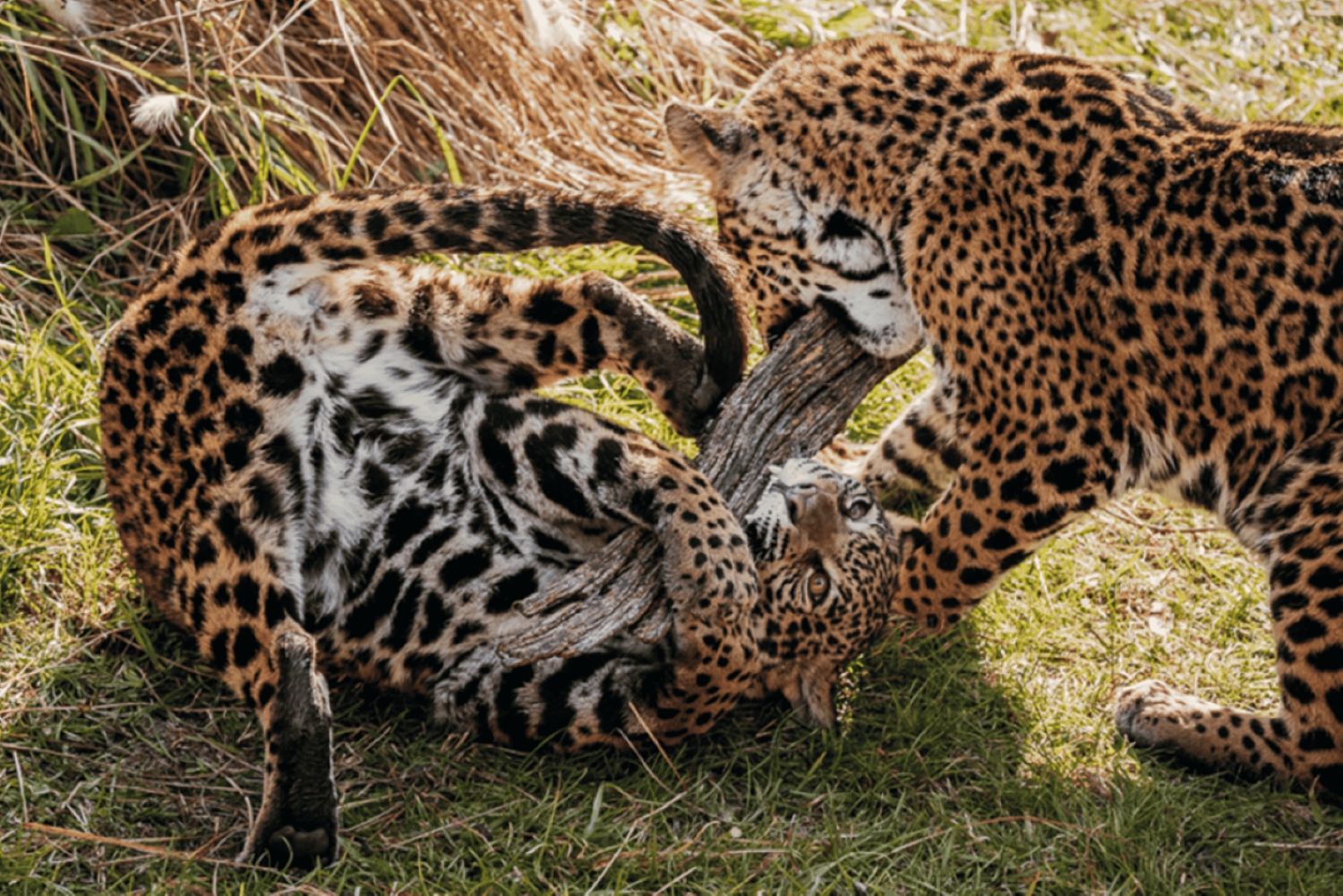 Fra Buenos Aires: Temaiken Zoo-tur med billett inkludert