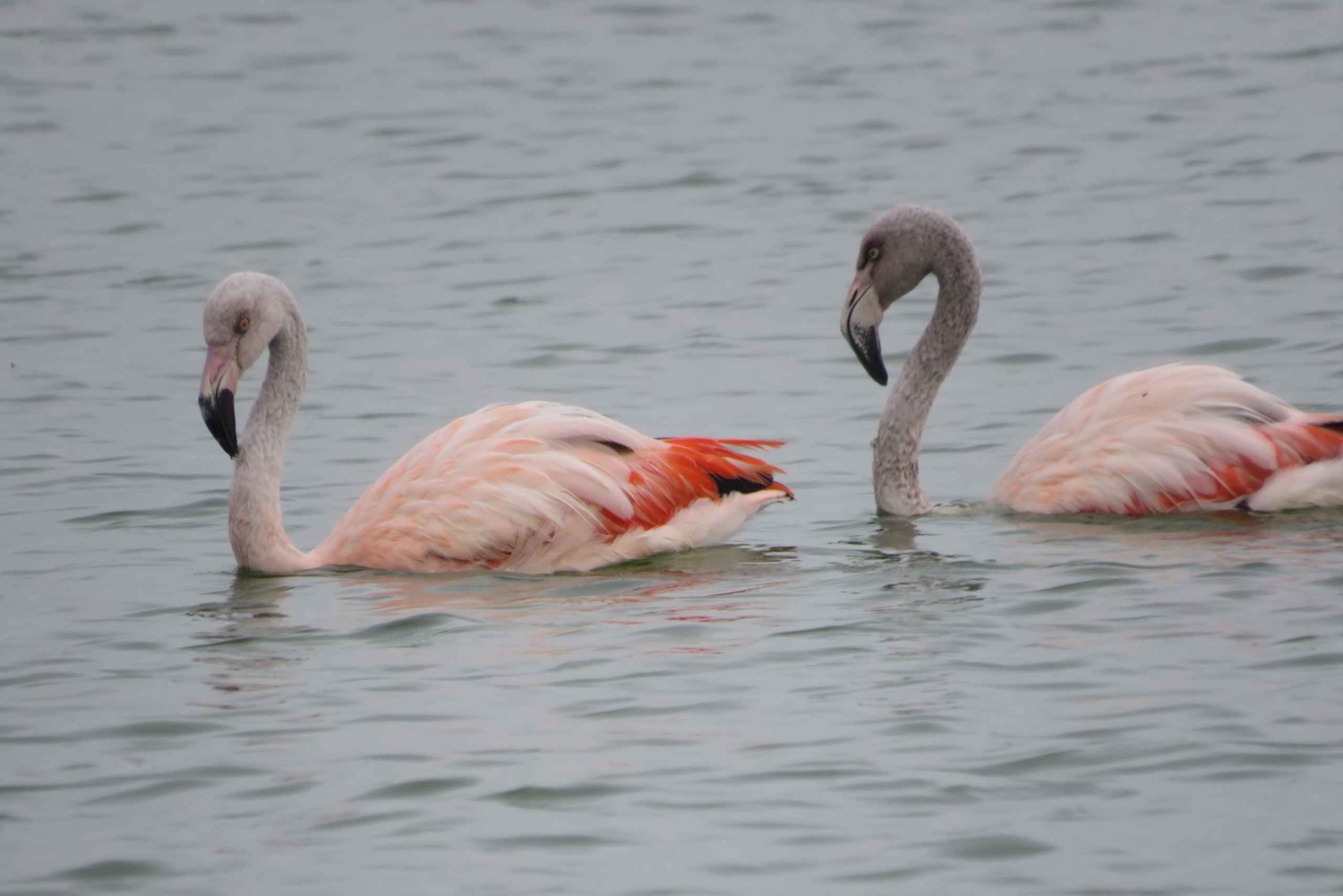 Fra Córdoba: Ansenuza nasjonalpark