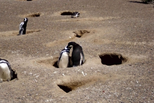 Fra Puerto Madryn: Dagstur til Punta Tombo med hotelltransport