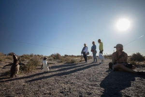 Fra Puerto Madryn: Dagstur til Punta Tombo med hotelltransport