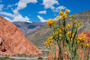 From Salta: Full-Day Trip to Salinas Grandes and Purmamarca