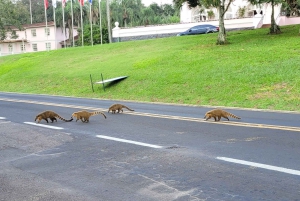 Iguazun putoukset: yksityinen kierros Brasilian puolella