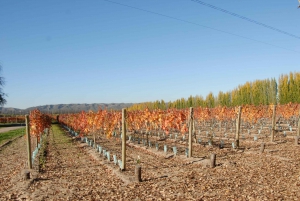 Mendoza: Full Day Wine Tour with 3 Course Lunch