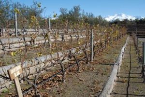 Mendoza: Full Day Wine Tour with 3 Course Lunch