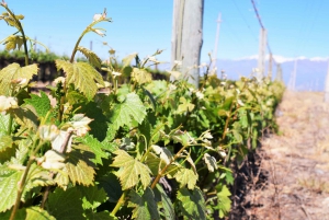 Mendoza: Halvdagstur med vinsmaking