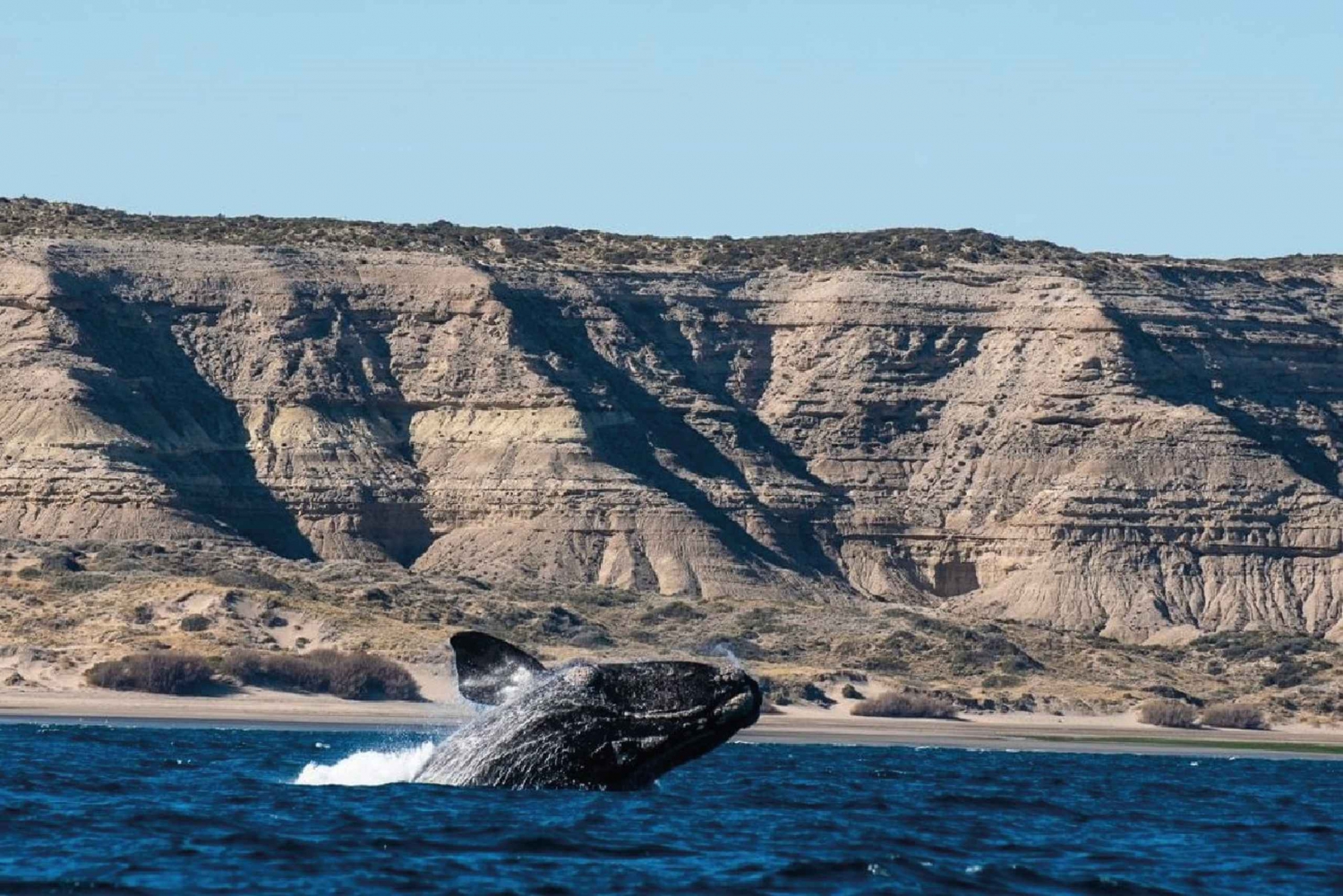 Fra Puerto Madryn: Utflukt til halvøya Valdés