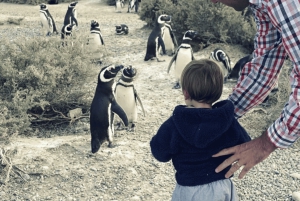 Puerto Madryn: wycieczka do Punta Tombo i Muzeum Paleontologicznego