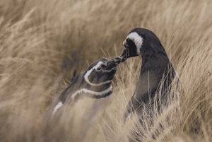 Puerto Madryn: wycieczka do Punta Tombo i Muzeum Paleontologicznego