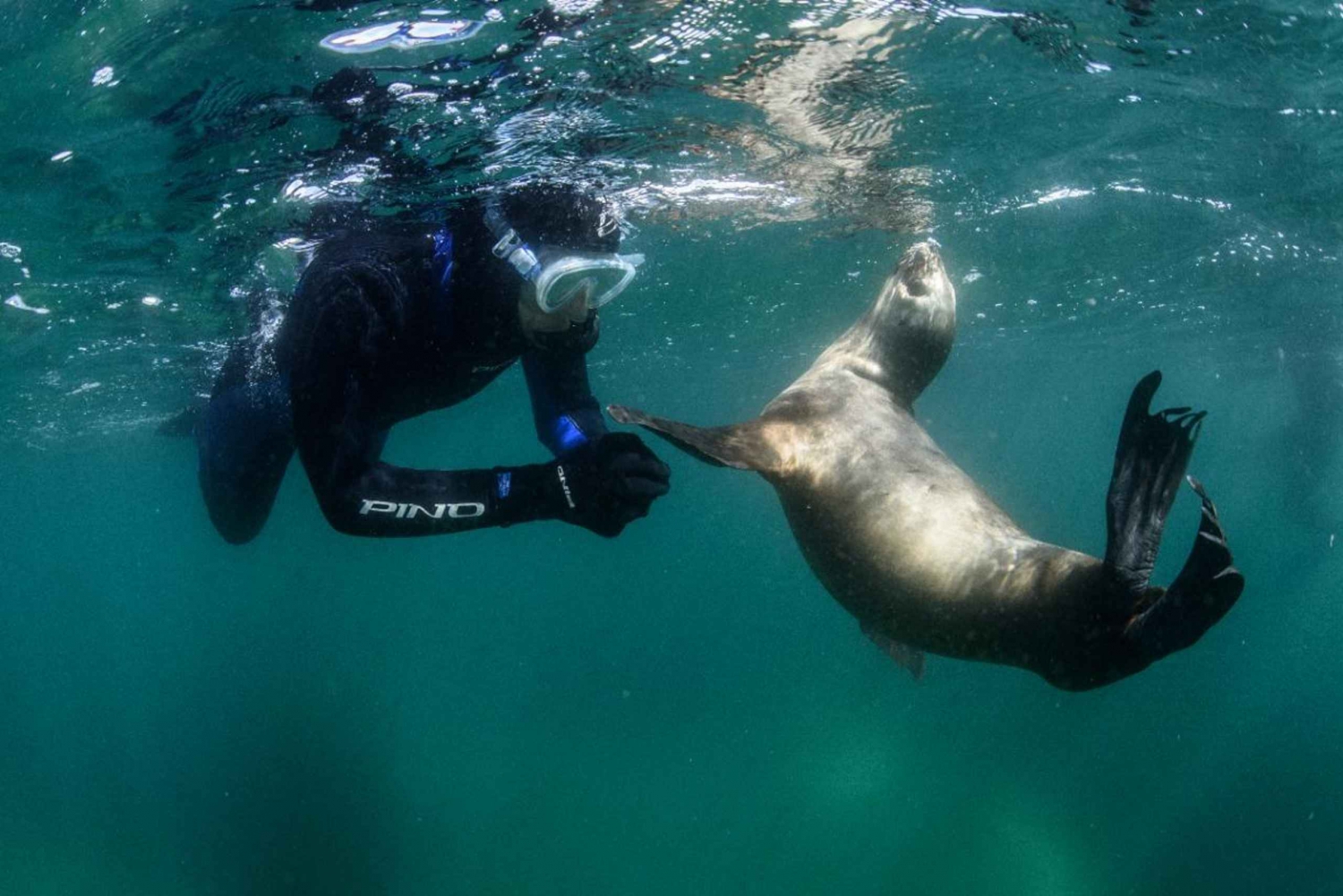 PUERTO MADRYN , SNORKELING Z LWAMI MORSKIMI