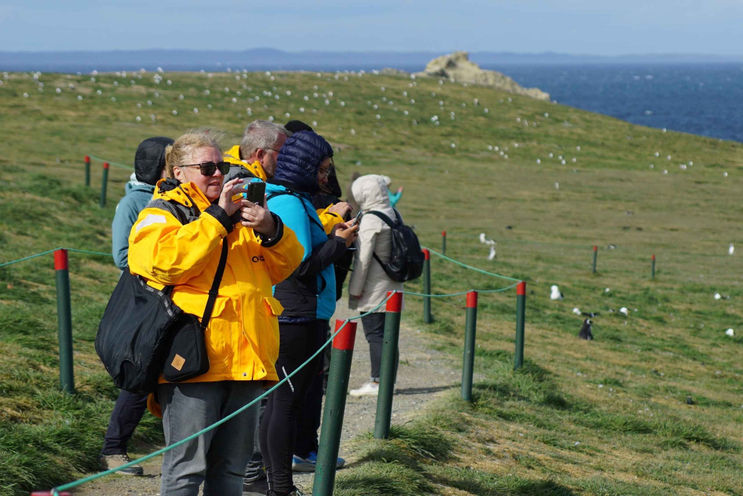 Punta Arenas: Magdalena Island - Pingviner og fyrtårnvandring