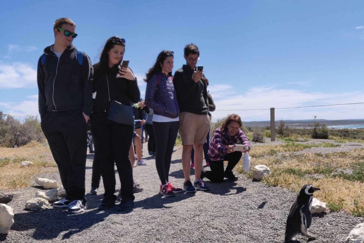 Punta Tombo Cruise Landutflukt - Vandring blant pingviner