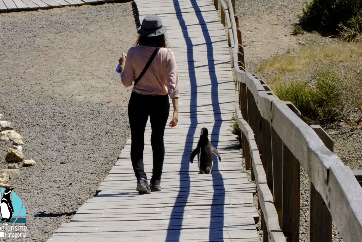 Puerto Madryn: Punta Tombo-landutflukt for cruisegjester