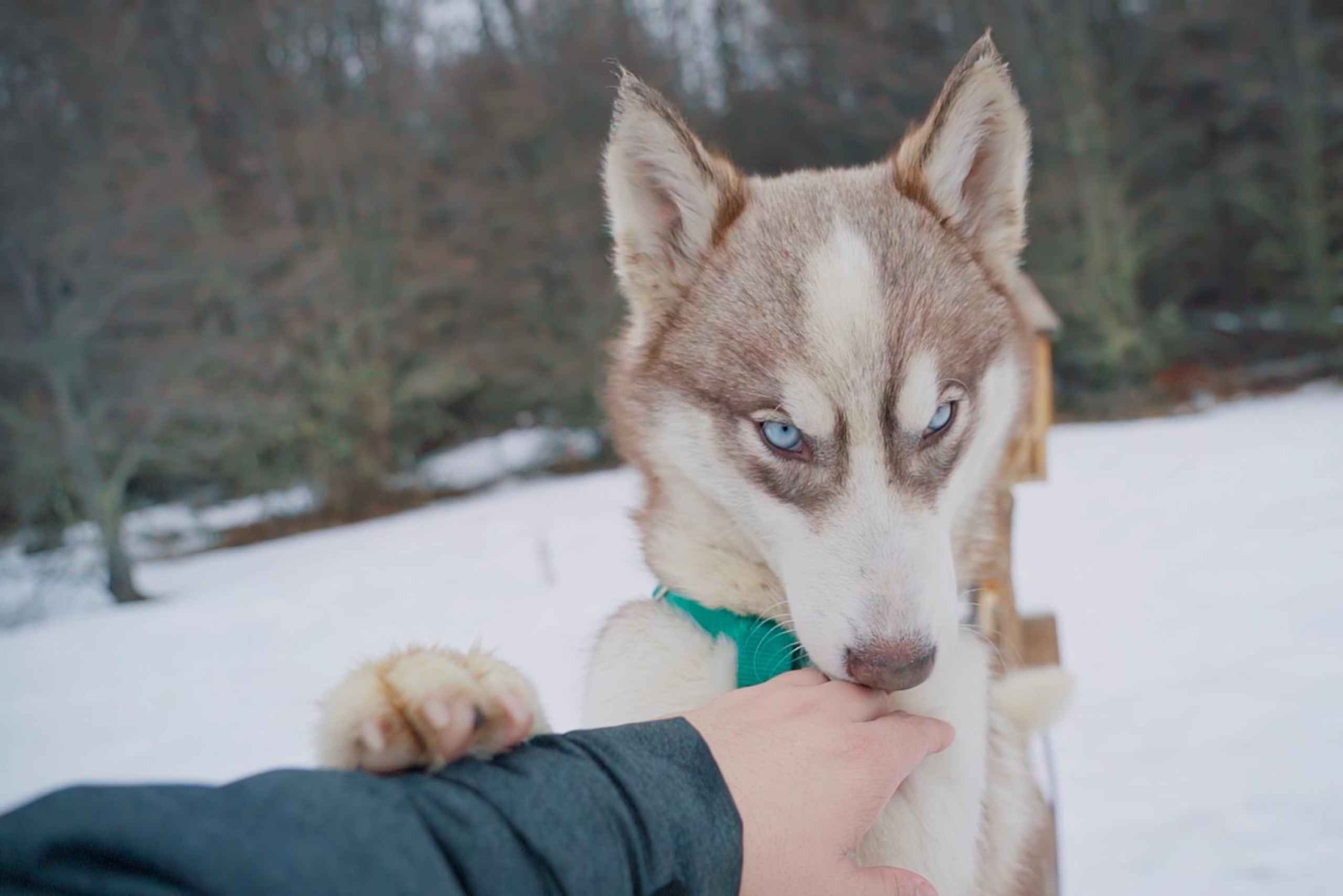 Ushuaia: Husky-trekking med transport
