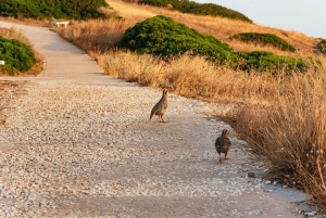 Athens: Cape Sounion & Temple of Poseidon Sunset Tour