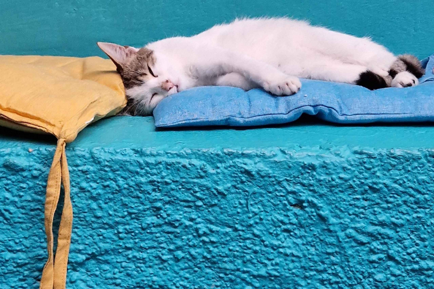 Athens: Cat Cafe Visit with Drink and Sweet