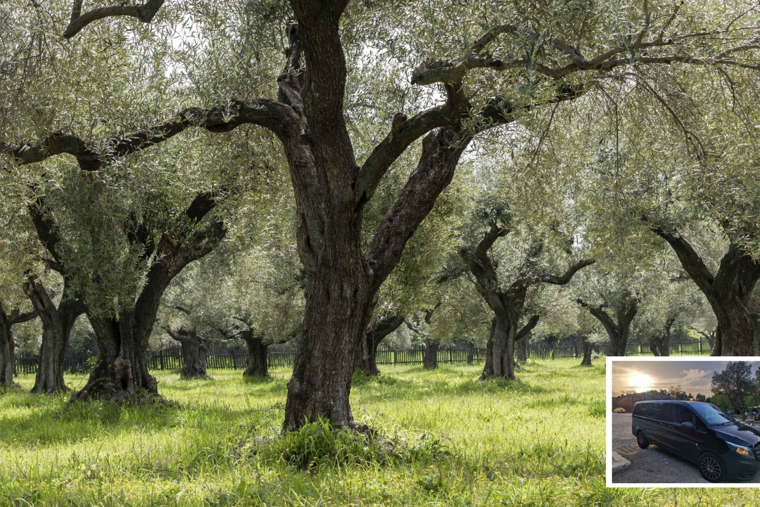 Von Athen aus: Wein-, Öl- und Käseverkostung in Nemea und Argolis