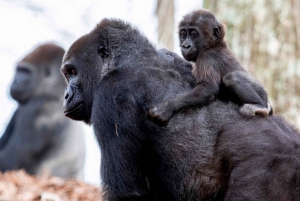 Atlanta CityPASS®: Säästä jopa 49 % viidestä suosituimmasta nähtävyydestä