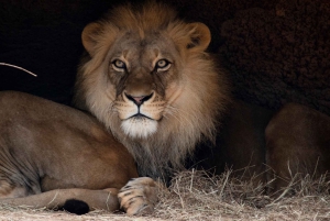 Atlanta CityPASS®: Säästä jopa 49 % viidestä suosituimmasta nähtävyydestä