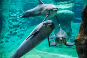 Atlanta: Georgia Aquarium Skip-the-Box-Office Entry Ticket