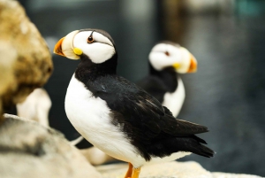 Atlanta: Georgia Aquarium Skip-the-Box-Office Entry Ticket