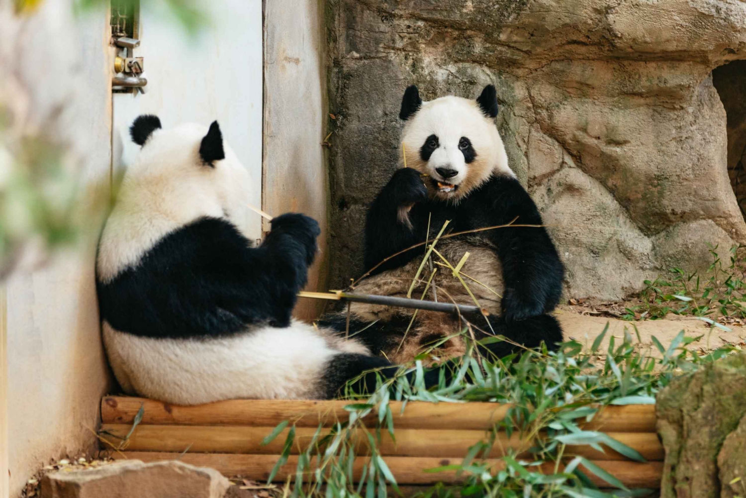 Atlanta - Zoo Atlanta Biljett till Zoo Atlanta för allmänt inträde