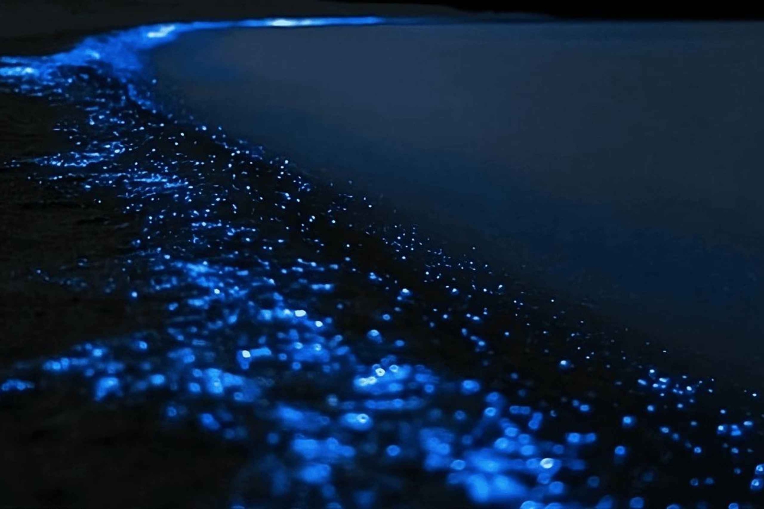 Auckland: Bioluminescentie-kajaktocht met gids