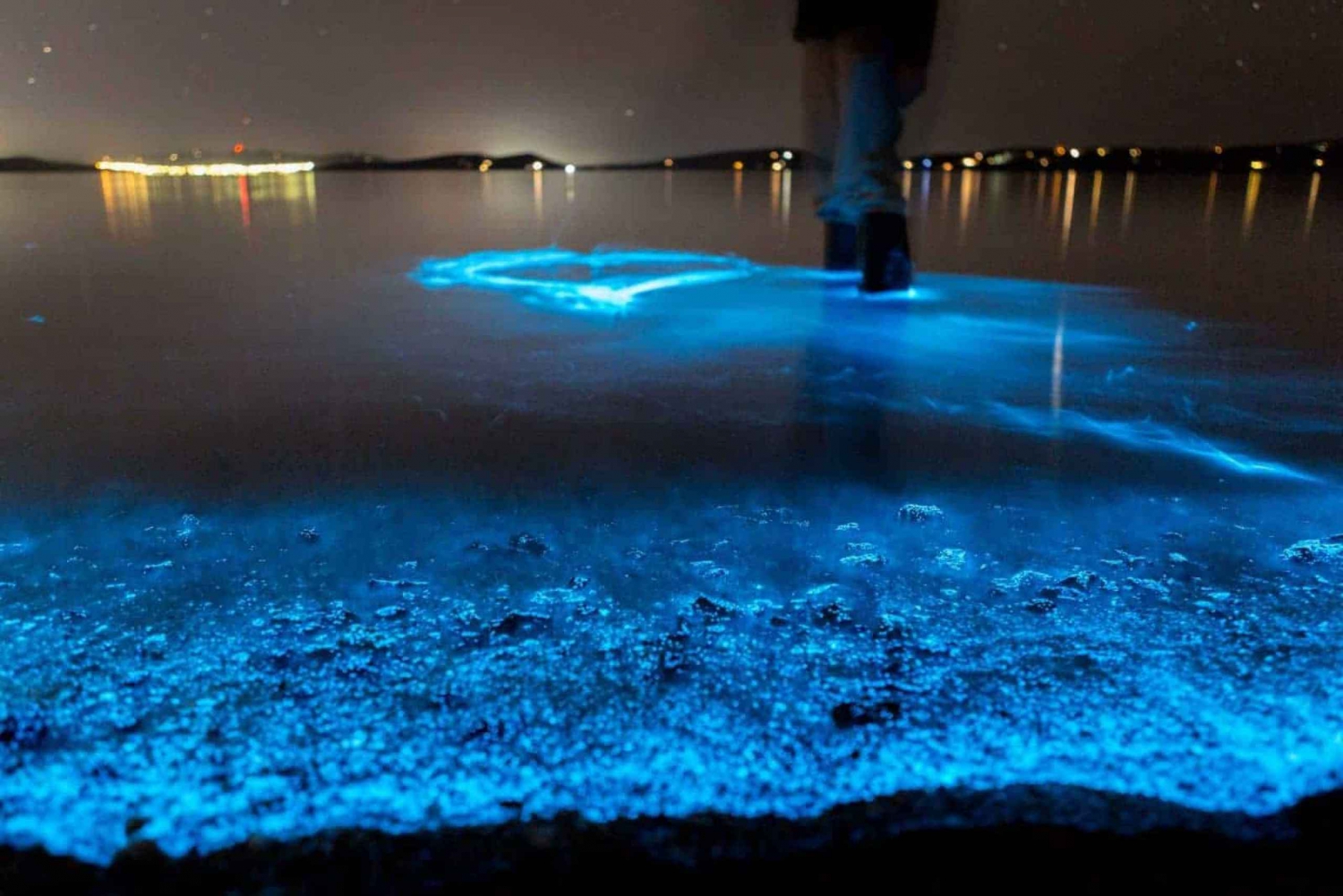Auckland: Bioluminescens-kajakktur