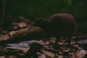 Half-Day Auckland City Tour – The City of Sails Uncovered