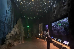 Half-Day Auckland City Tour – The City of Sails Uncovered