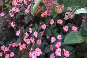 Half-Day Auckland City Tour – The City of Sails Uncovered